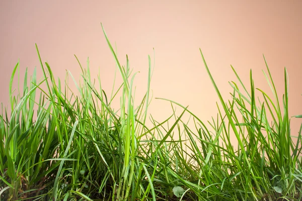 Folhas de grama em um fundo laranja — Fotografia de Stock