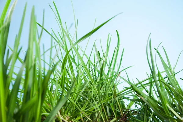 Leaf grass on a blue background — Stock Photo, Image