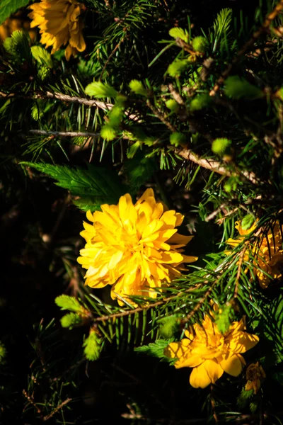 Keria japonica w ogrodzie — Zdjęcie stockowe