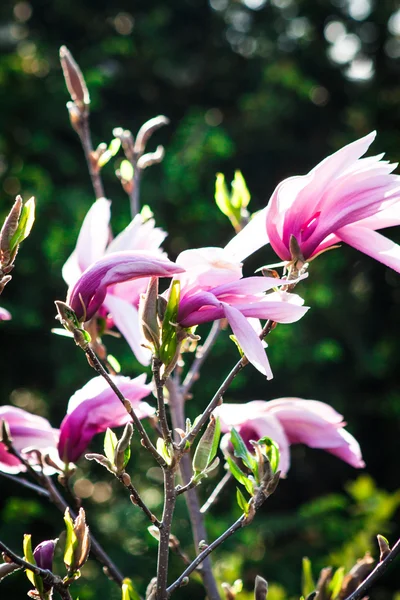 Magnolia i trädgården — Stockfoto