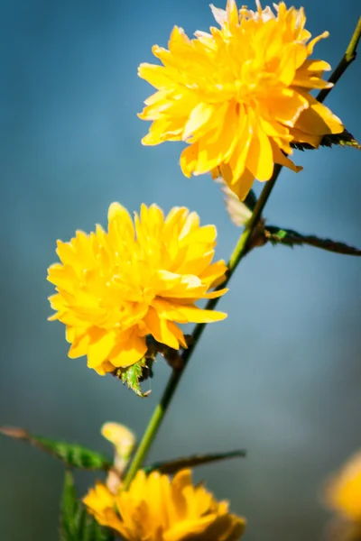 Keria japonica op aard achtergrond — Stockfoto