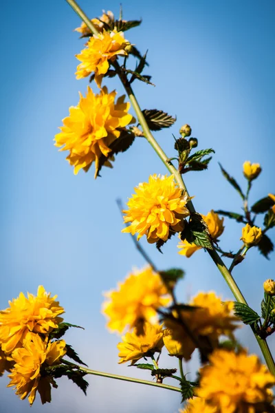 Keria japonica na pozadí přírody — Stock fotografie