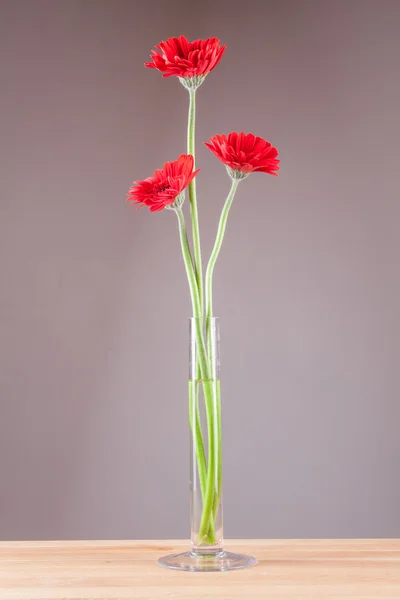 Gerbera in een glasvaas — Stockfoto