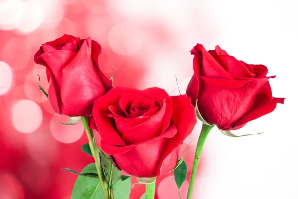 Rosa roja sobre fondo natural — Foto de Stock