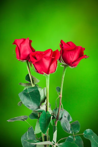 自然の背景に赤いバラ — ストック写真
