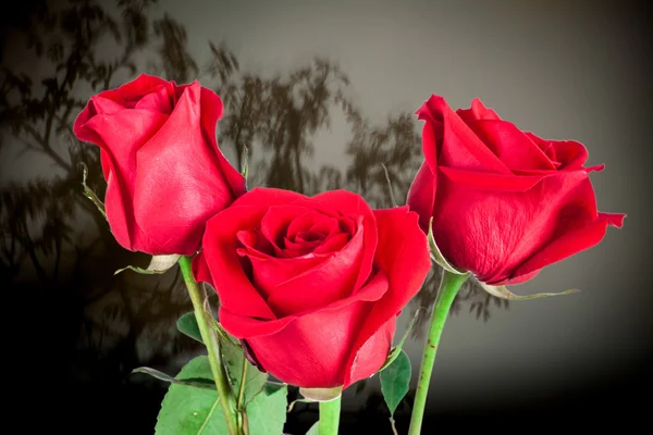 Rosa roja sobre fondo natural — Foto de Stock