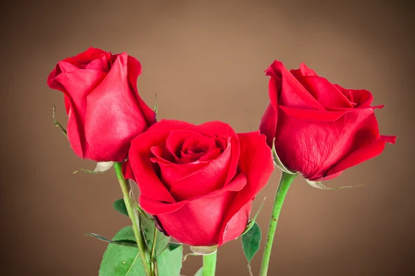 Rosa roja sobre fondo natural — Foto de Stock