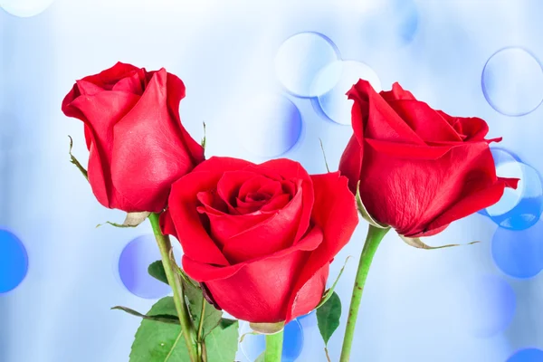 A természetes háttér piros rózsa — Stock Fotó