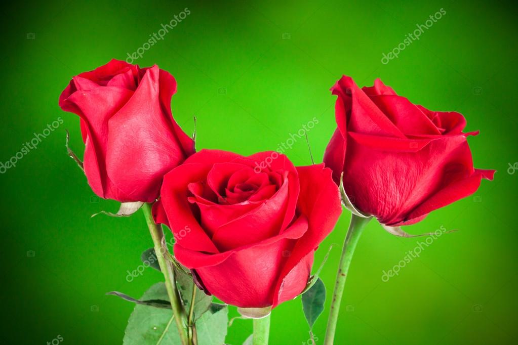 Rosa vermelha no fundo natural fotos, imagens de © ketta #98367430