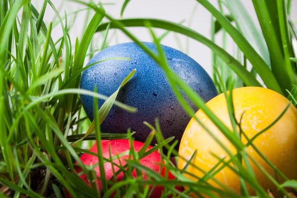 Easter colored eggs in the grass — Stock Photo, Image