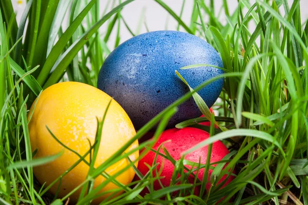 Easter colored eggs in the grass — Stock Photo, Image