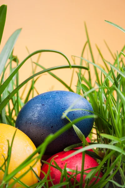 Påsk färgade ägg i gräset — Stockfoto