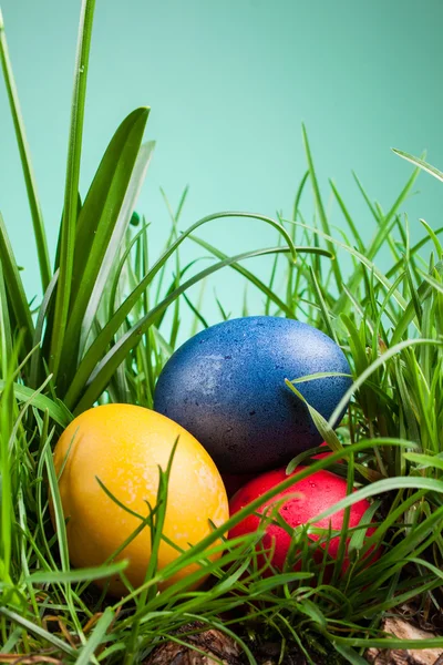 Easter colored eggs in the grass — Stock Photo, Image