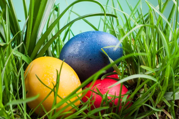 Easter colored eggs in the grass — Stock Photo, Image