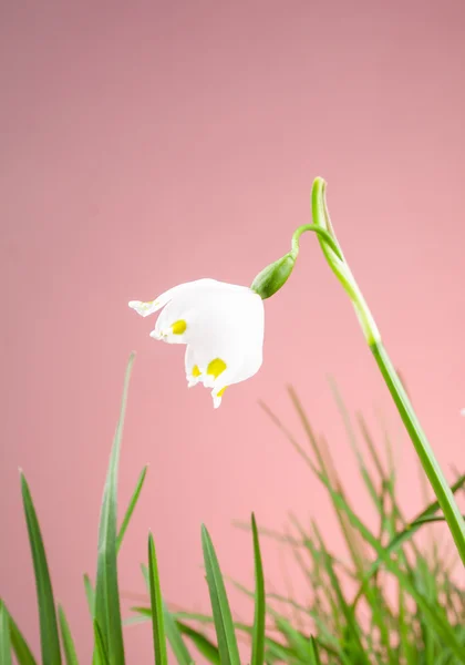 Spring snowflake in the grass and Easter eggs — Stock Photo, Image