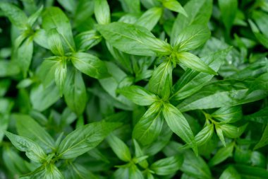 Fah Talai jhon is Thai herbs relieve sore throat, reduce fever, heat up the cold green leaves vegetable nature protect corona. Andrographis paniculata.