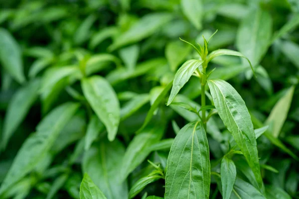 Close Fresh Herb Leaves Andrographis Paniculata Fah Talai Jhon Thai — Foto de Stock