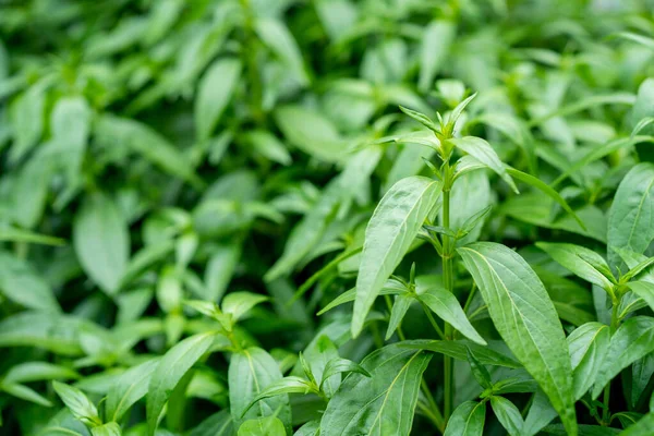 Fresh Herbal Plant Leaves Andrographis Paniculata Fah Talai Jhon — Foto de Stock