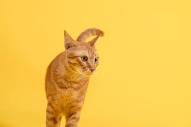 Parlak sarı arka planda duran sevimli kedi portakalının yakın yüzü.