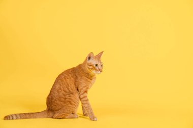 Şirin kırmızı kedi oturuyor ve bir şeye bakıyor, stüdyo fotoğrafı..