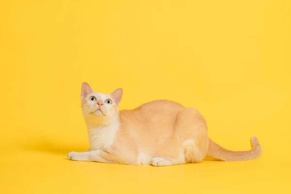 Gato Tailandês Agachado Olhou Para Cima Uma Visão Lateral — Fotografia de Stock