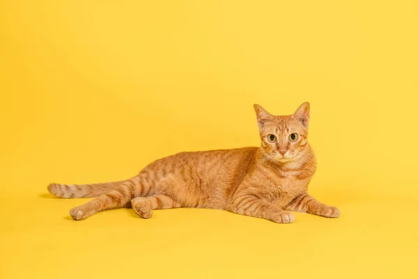 Gato Vermelho Deitado Isolado Fundo Amarelo Com Espaço Cópia — Fotografia de Stock