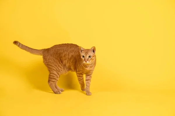 Gato Vermelho Está Com Olhar Assustado Tiro Estúdio — Fotografia de Stock