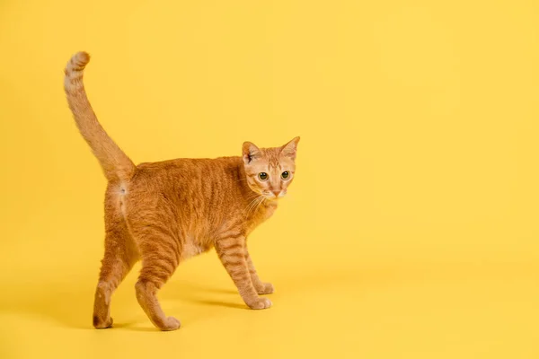 Visão Traseira Gato Vermelho Está Olhando Para Trás Contra Fundo — Fotografia de Stock