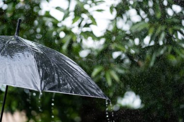 Şemsiyeye düşen yağmur damlaları.