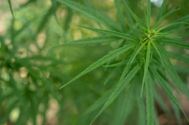 Yeşil doğa geçmişi. Yeşil kenevir sativa yaprağının güneş ışığı altında güzelliği ile yakın görüntüsü 