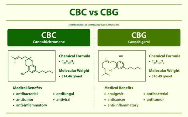 Cbc Cbg Cannabichromen Cannabigerol Horizontale Infografische Illustration Über Cannabis Als — Stockvektor
