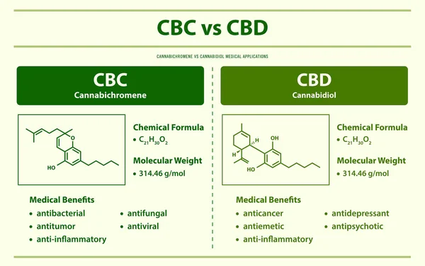 Cbc Cbd Cannabichromen Cannabidiol Horizontale Infografische Illustration Über Cannabis Als — Stockvektor