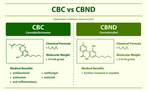 Cbc Cbnd Cannabichromen Cannabinodiol Horizontale Infografische Illustration Über Cannabis Als — Stockvektor