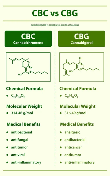 Cbc Cbg Cannabichromen Cannabigerol Vertikale Infografik Über Cannabis Als Pflanzliche — Stockvektor