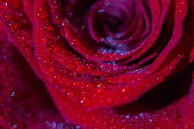 Kart arkaplanı ve duvar kağıdı tasarımı için çiğ taneli kırmızı gül