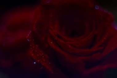 Kart arkaplanı ve duvar kağıdı tasarımı için çiğ taneli kırmızı gül