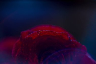 Kart arkaplanı ve duvar kağıdı tasarımı için çiğ taneli kırmızı gül