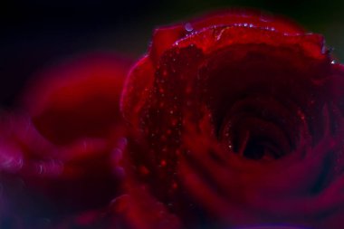 Kart arkaplanı ve duvar kağıdı tasarımı için çiğ taneli kırmızı gül