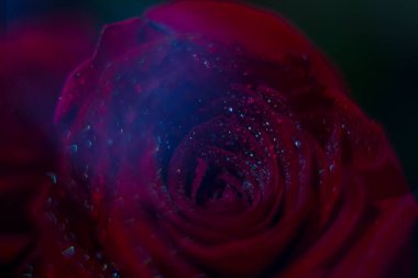 Kart arkaplanı ve duvar kağıdı tasarımı için çiğ taneli kırmızı gül