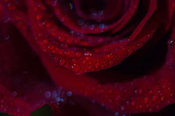 Роса Червоному Бутоні Троянд — стокове фото