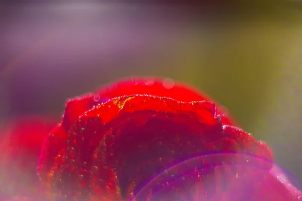 Rosa Rossa Con Rugiada Sfondo Della Carta Disegno Della Carta — Foto Stock