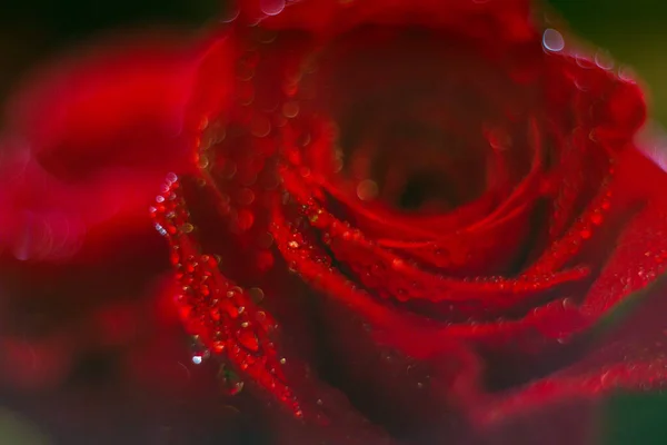 Красная Роза Росой Фона Обои Дизайн — стоковое фото