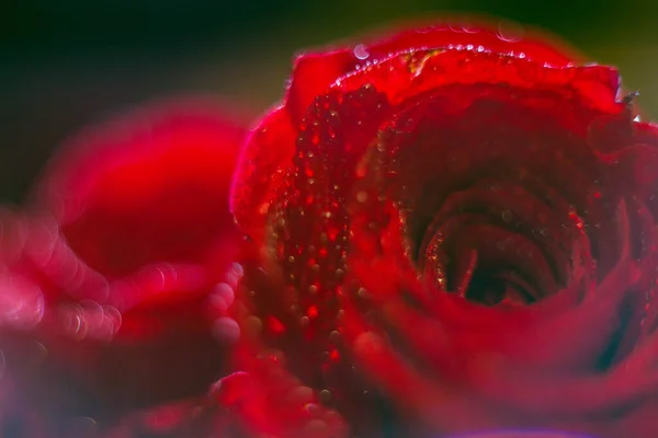 Червона Троянда Росою Картонного Фону Дизайну Шпалер — стокове фото
