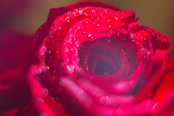 Kart arkaplanı ve duvar kağıdı tasarımı için çiğ taneli kırmızı gül