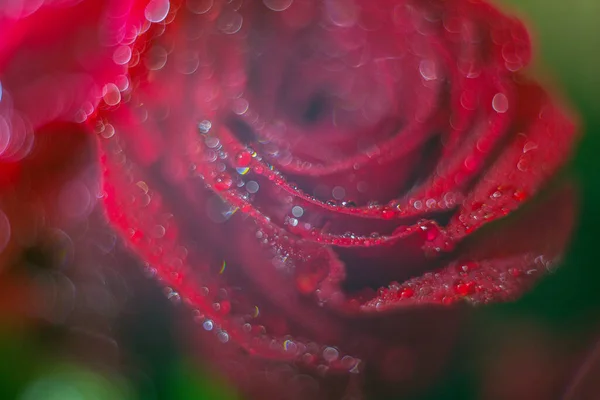 Rocío Capullo Rosa Roja — Foto de Stock