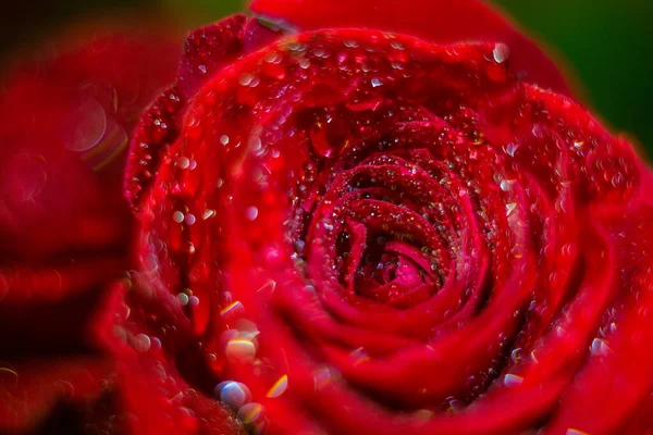 Rote Rose Mit Tau Für Kartenhintergrund Und Tapetendesign — Stockfoto