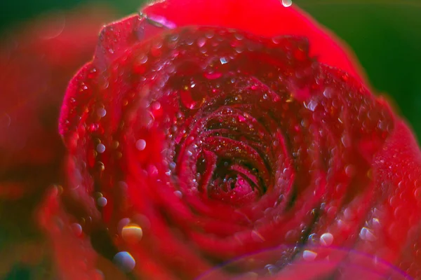 赤いバラの芽の露 — ストック写真