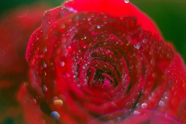 Kırmızı bir gül goncasındaki çiğ tanesi