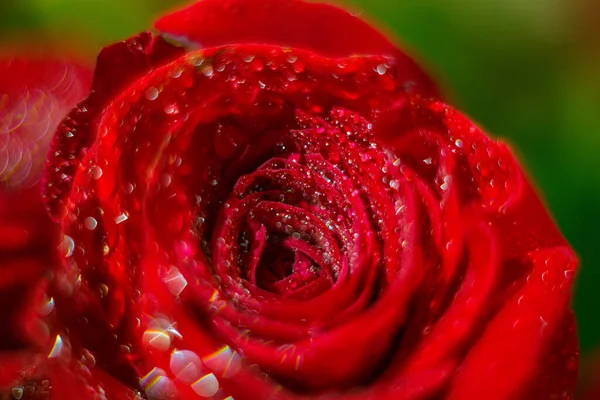 Kart arkaplanı ve duvar kağıdı tasarımı için çiğ taneli kırmızı gül