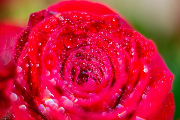 Red Rose Dew Card Background Wallpaper Design — Stock Photo, Image